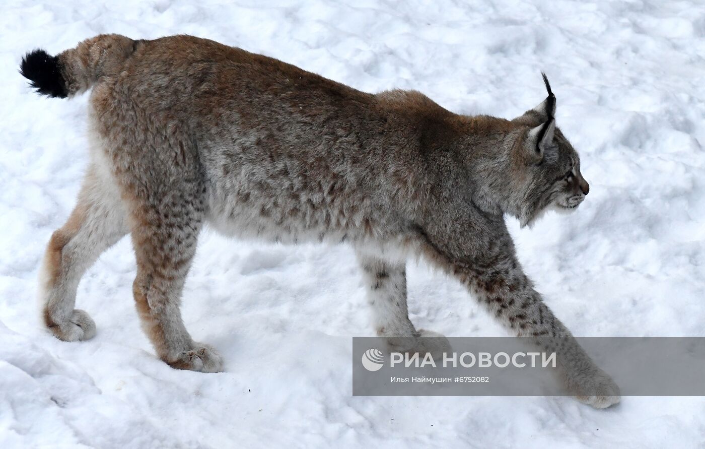 Год Тигра по лунному календарю в парке флоры и фауны "Роев ручей"