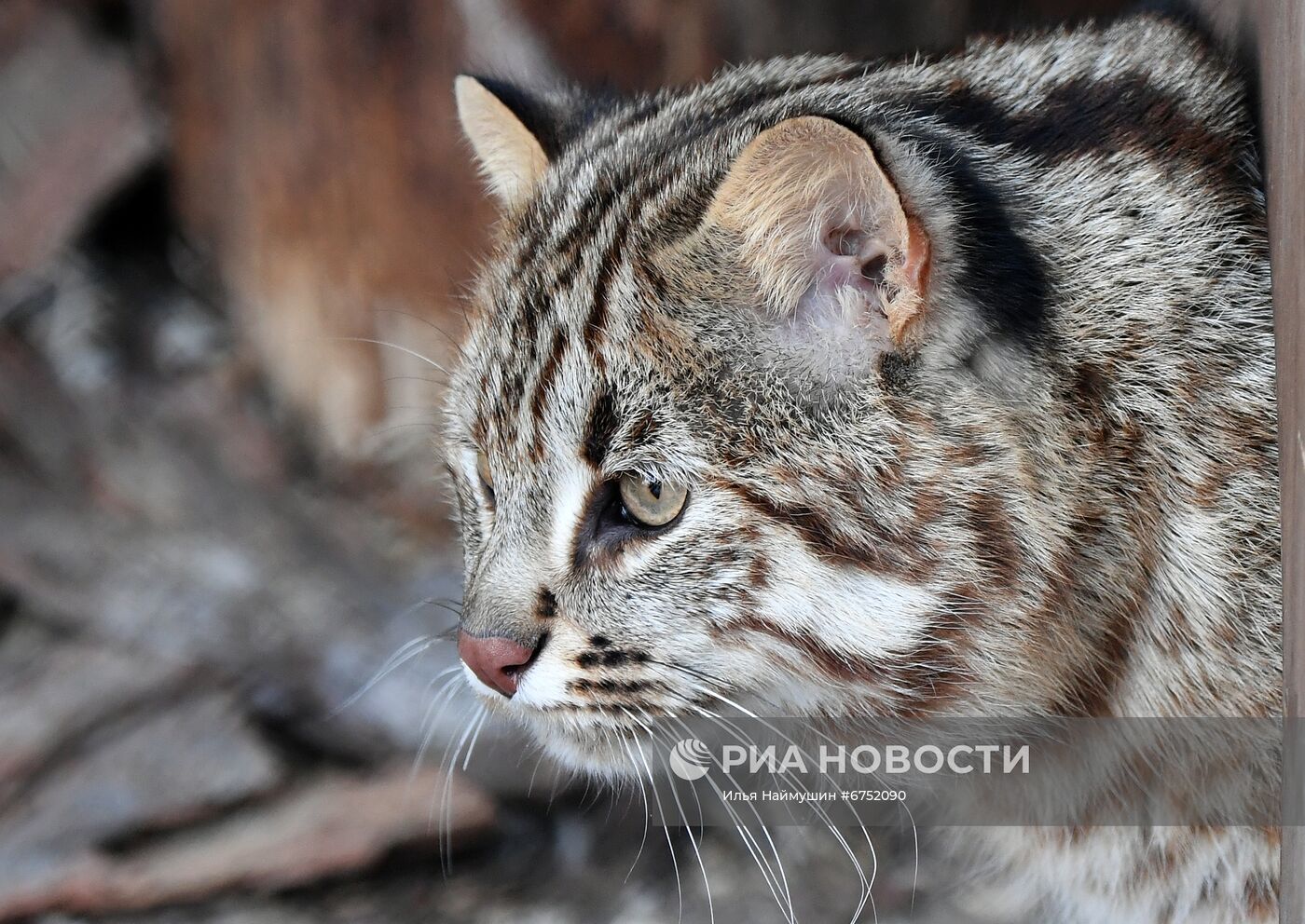 Год Тигра по лунному календарю в парке флоры и фауны "Роев ручей"