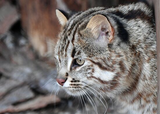 Год Тигра по лунному календарю в парке флоры и фауны "Роев ручей"