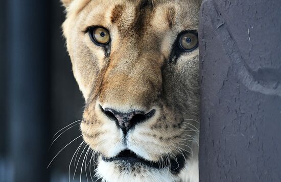 Год Тигра по лунному календарю в парке флоры и фауны "Роев ручей"