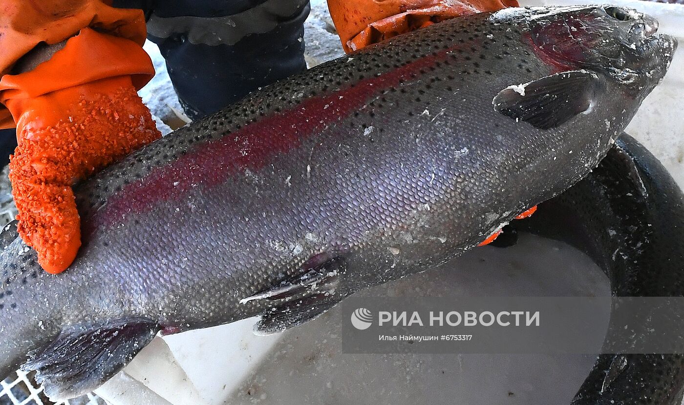 Рыбное хозяйство "Малтат" в Красноярском крае