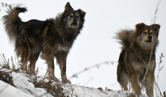 Бездомные собаки в Красноярском крае