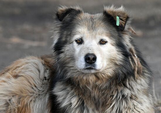 Бездомные собаки в Красноярском крае