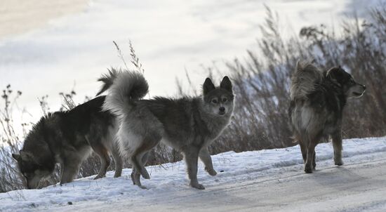 Бездомные собаки в Красноярском крае