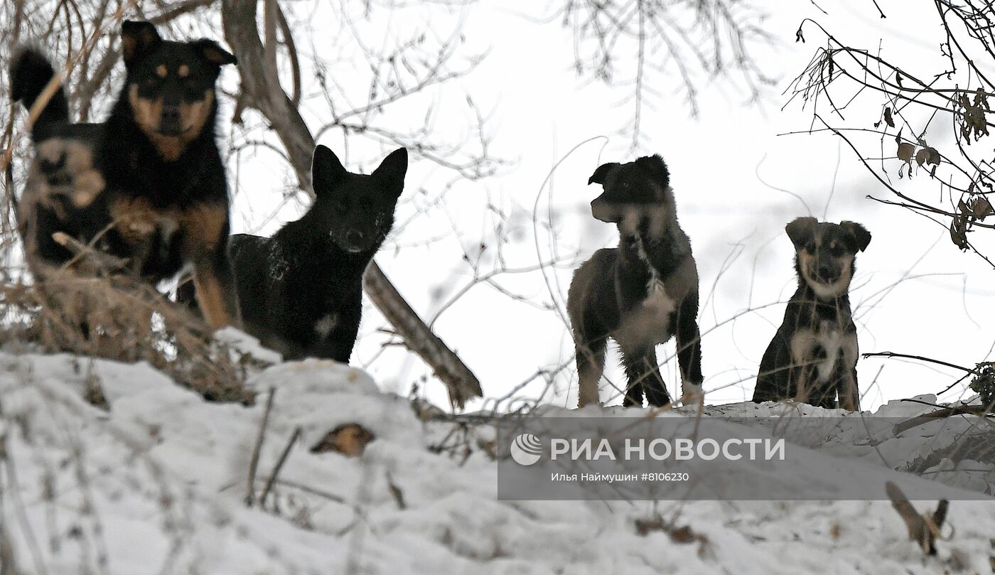 Бездомные собаки в Красноярском крае