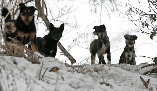 Бездомные собаки в Красноярском крае