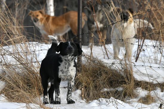 Бездомные собаки в Красноярском крае
