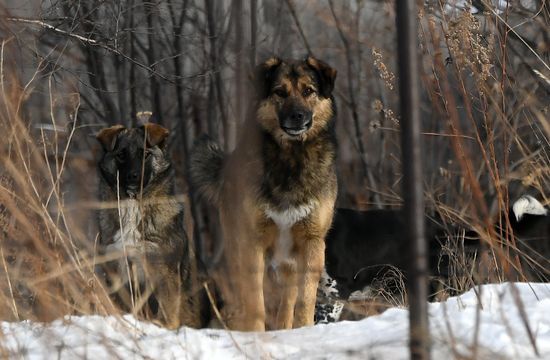Бездомные собаки в Красноярском крае