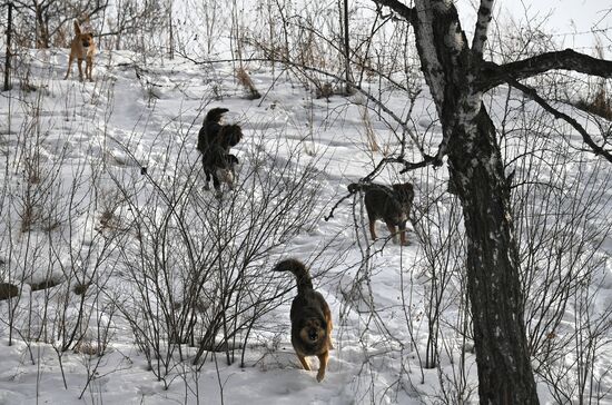 Бездомные собаки в Красноярском крае