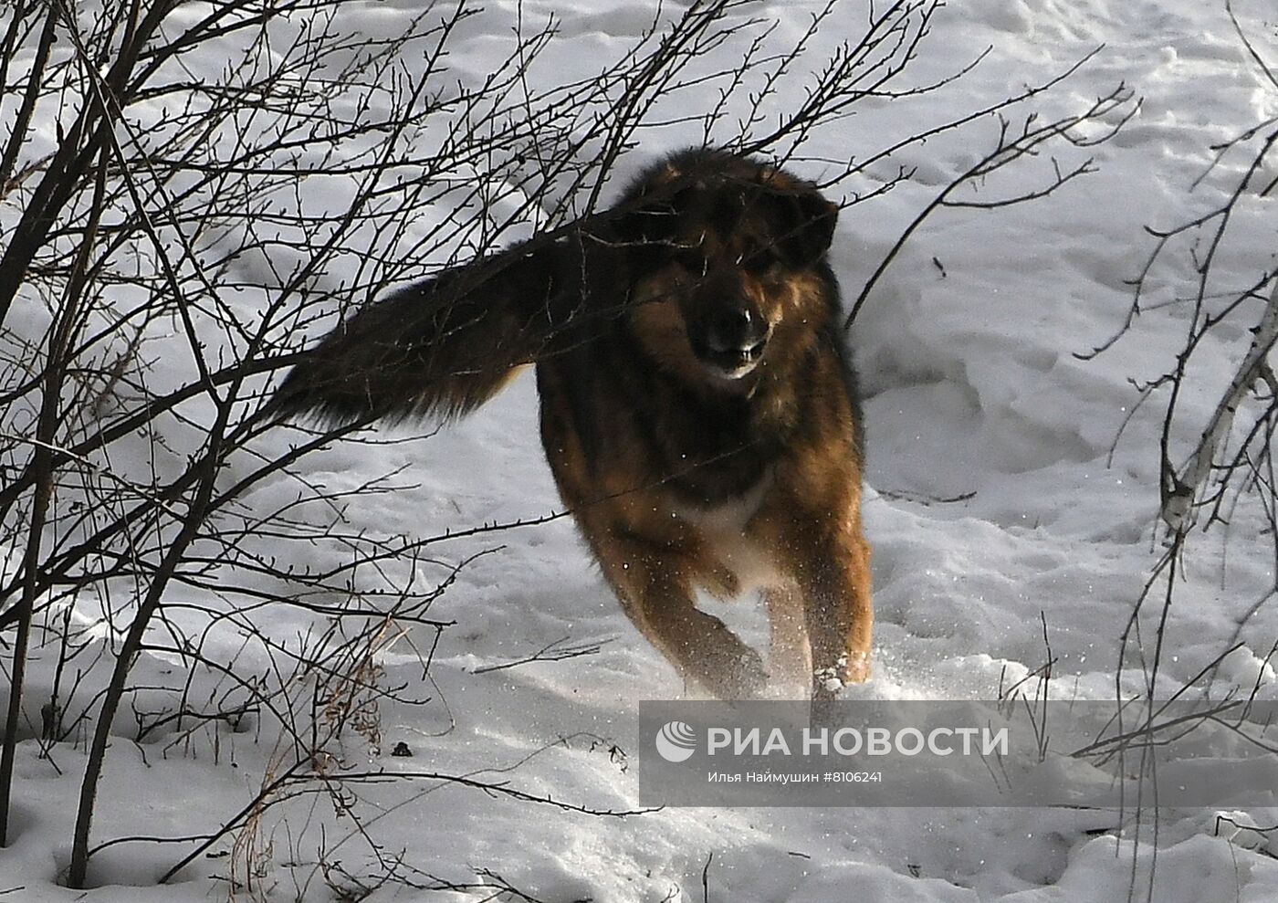 Бездомные собаки в Красноярском крае