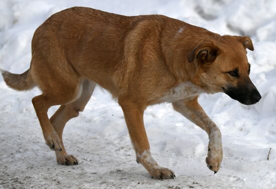 Бездомные собаки в Красноярском крае