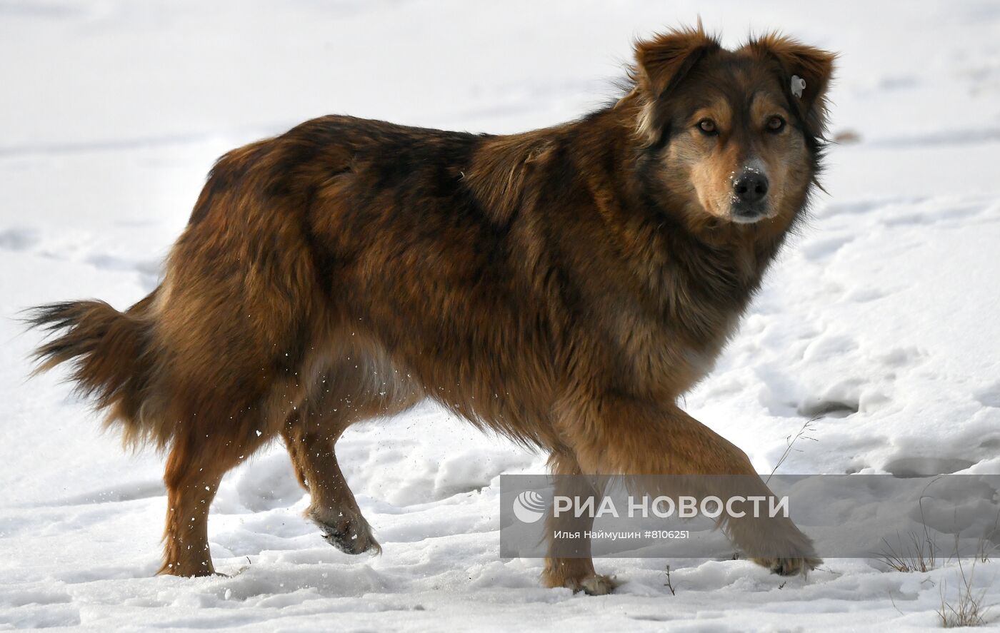 Бездомные собаки в Красноярском крае