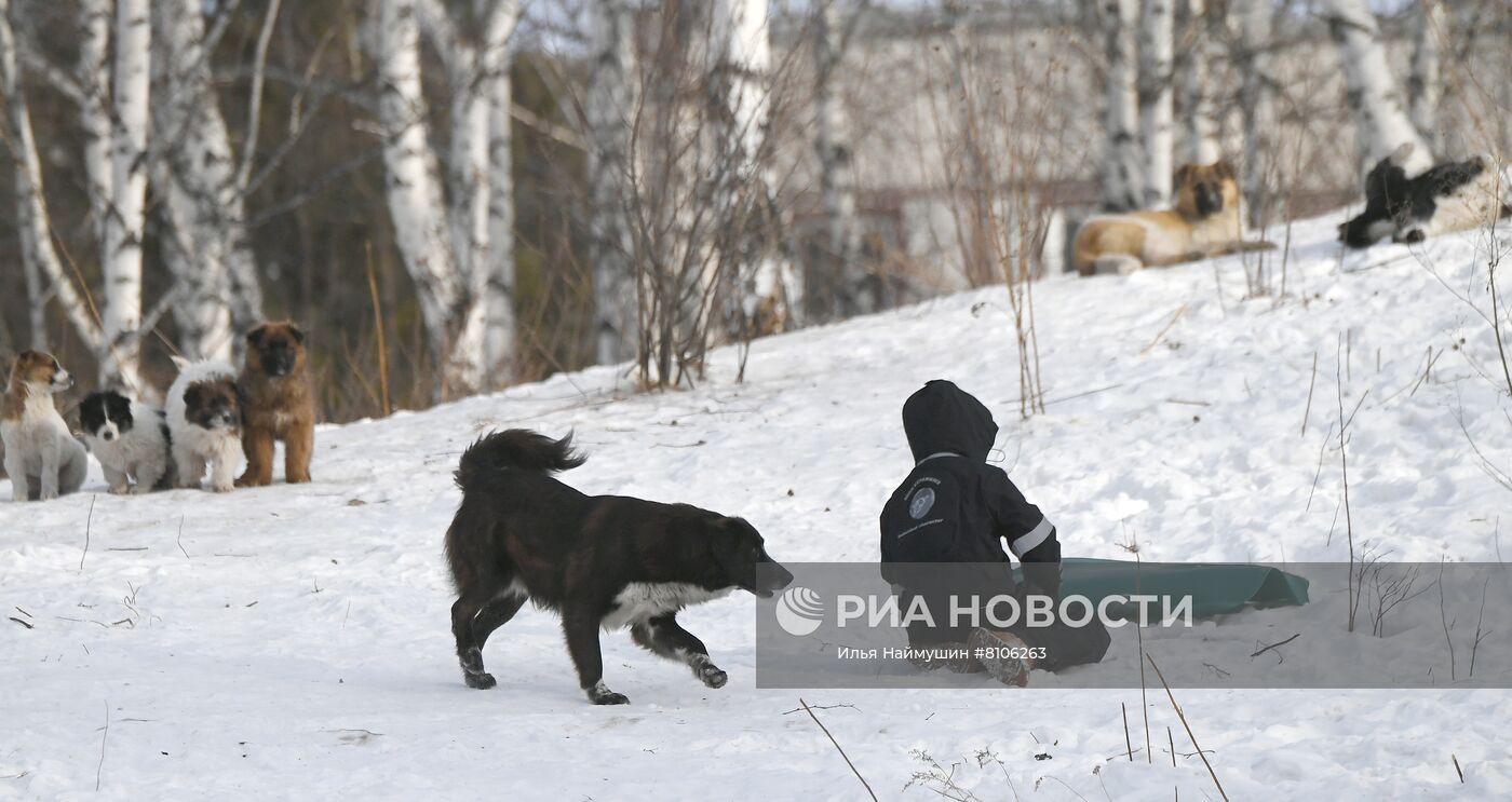 Бездомные собаки в Красноярском крае