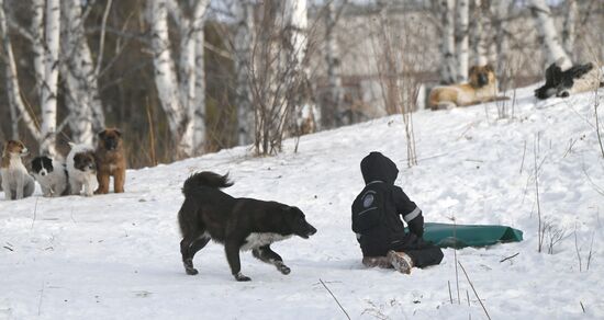 Бездомные собаки в Красноярском крае
