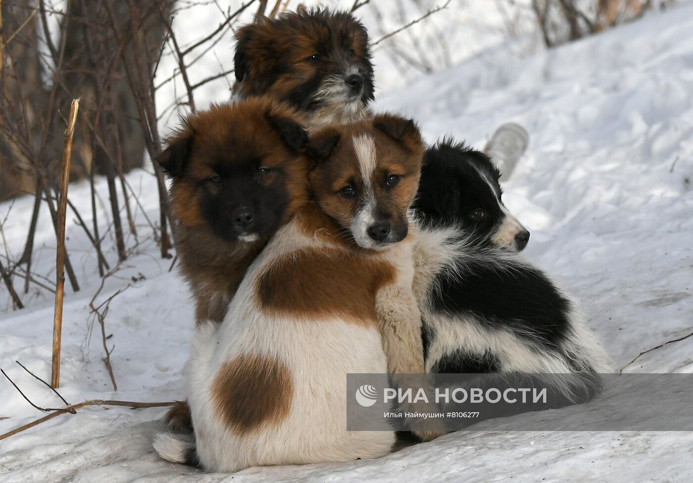 Бездомные собаки в Красноярском крае