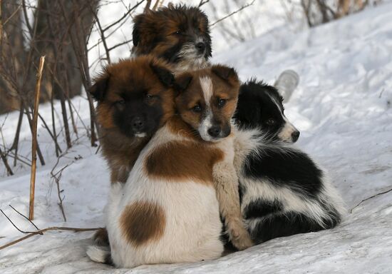 Бездомные собаки в Красноярском крае
