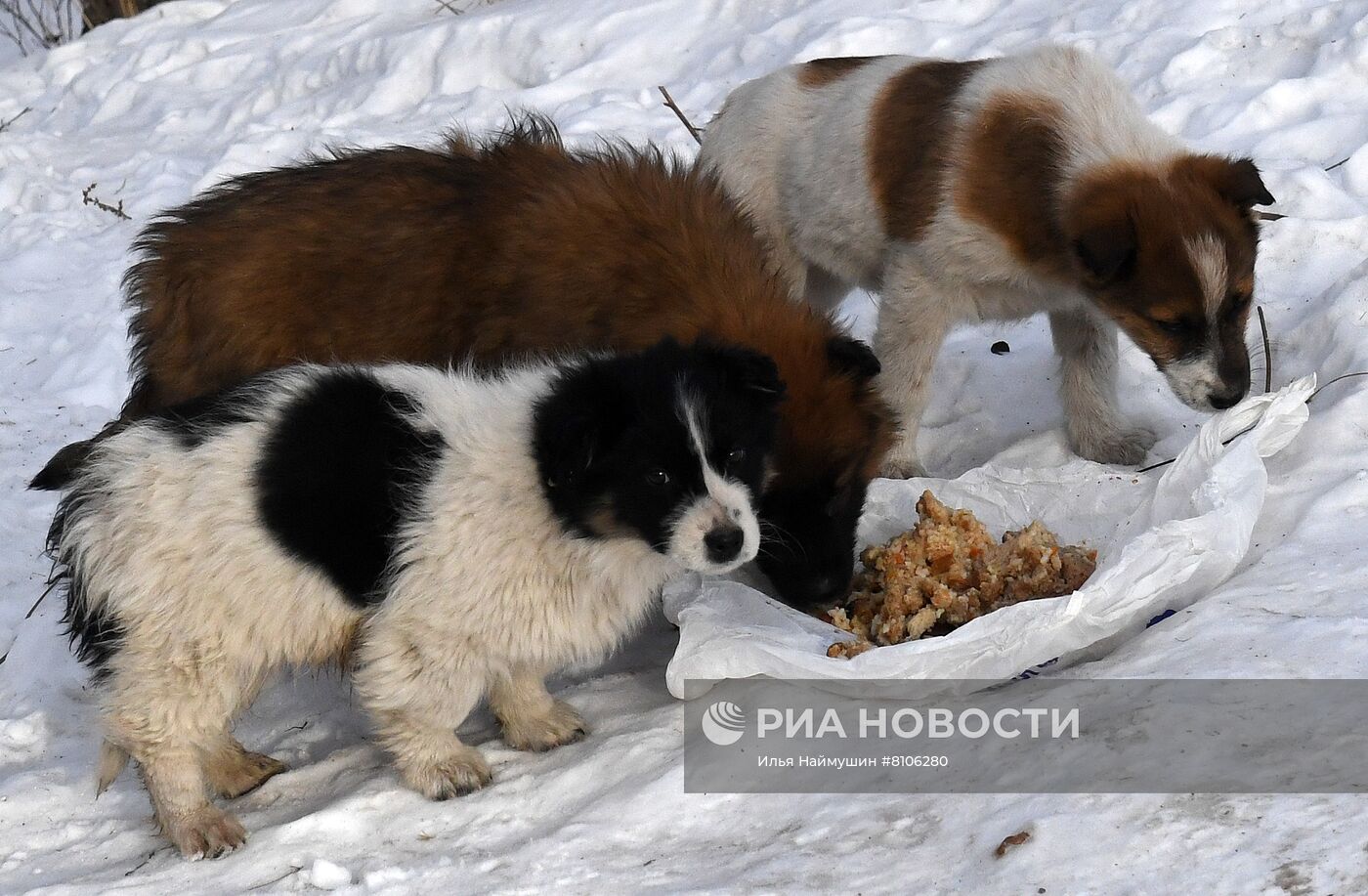 Бездомные собаки в Красноярском крае