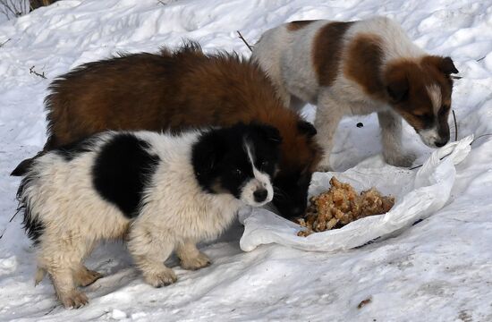 Бездомные собаки в Красноярском крае