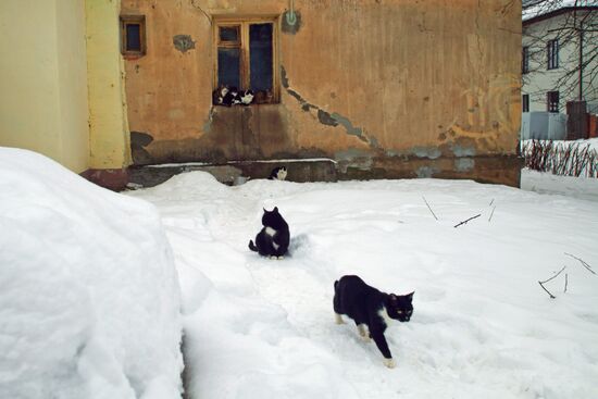 Кошки на одной из улиц Тарусы