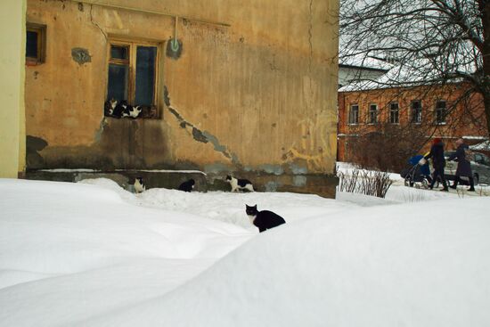 Кошки на одной из улиц Тарусы