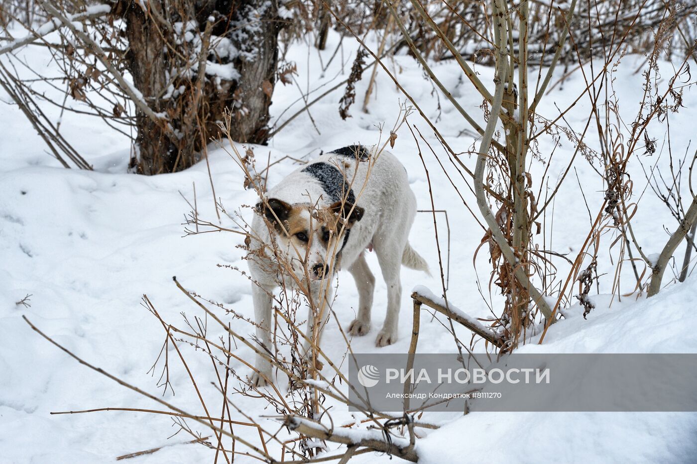 Отлов бездомных собак в Челябинске