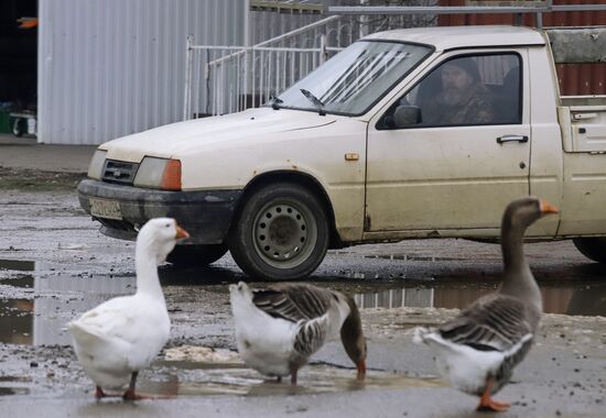 Борьба со вспышкой птичьего гриппа в Ставропольском крае