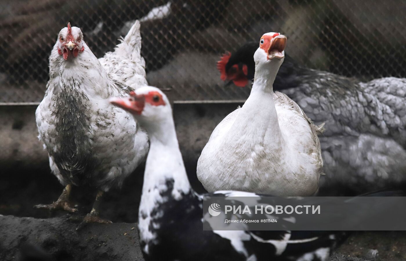 Борьба со вспышкой птичьего гриппа в Ставропольском крае