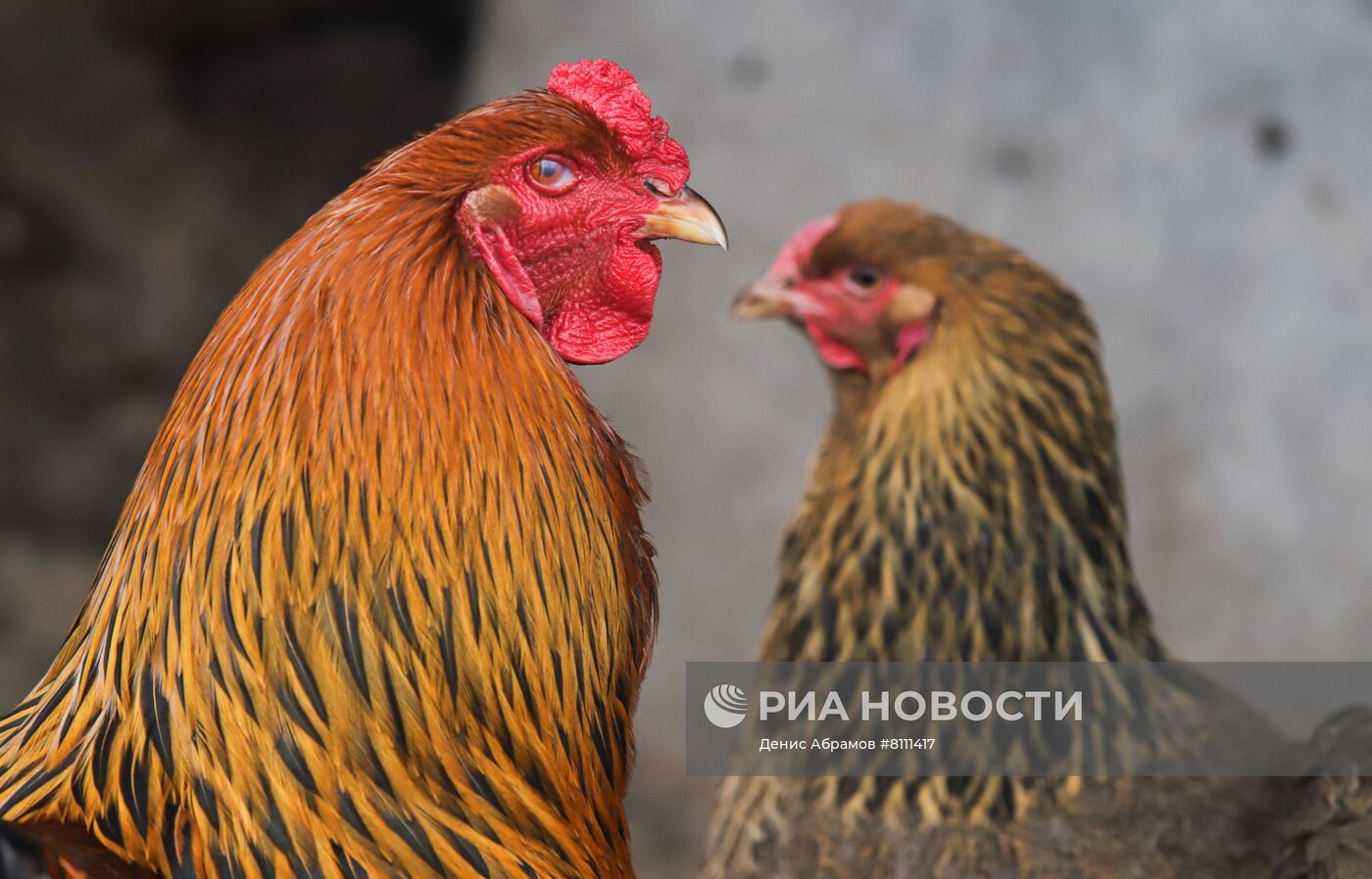 Борьба со вспышкой птичьего гриппа в Ставропольском крае
