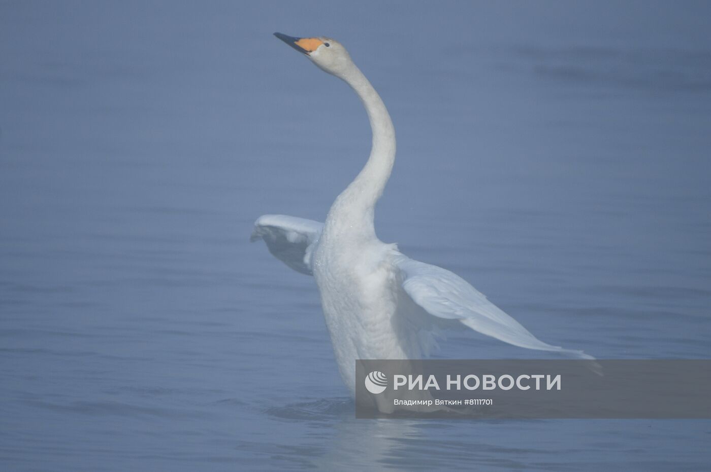 Зимовка лебедей в Алтайском крае