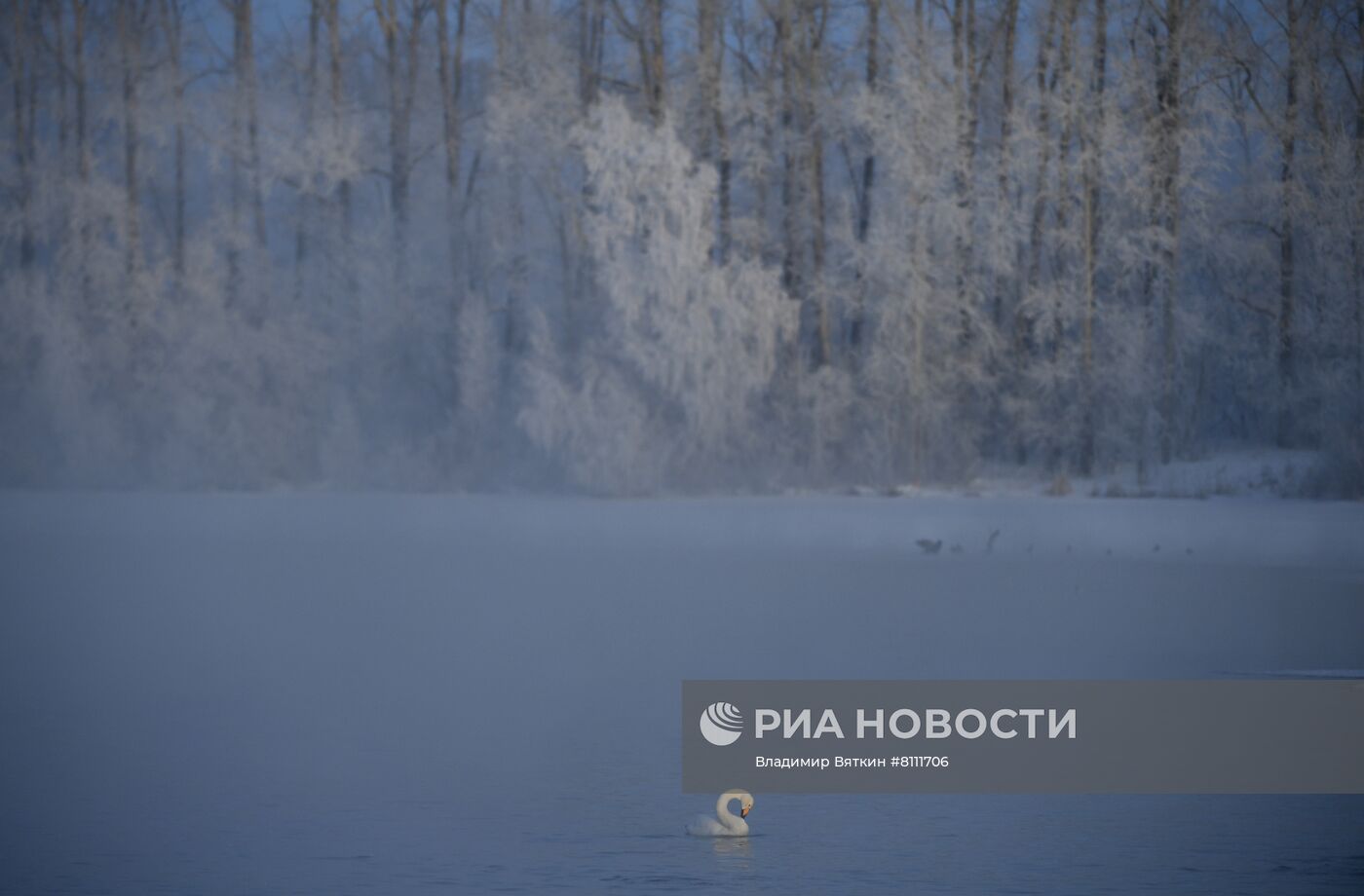 Зимовка лебедей в Алтайском крае