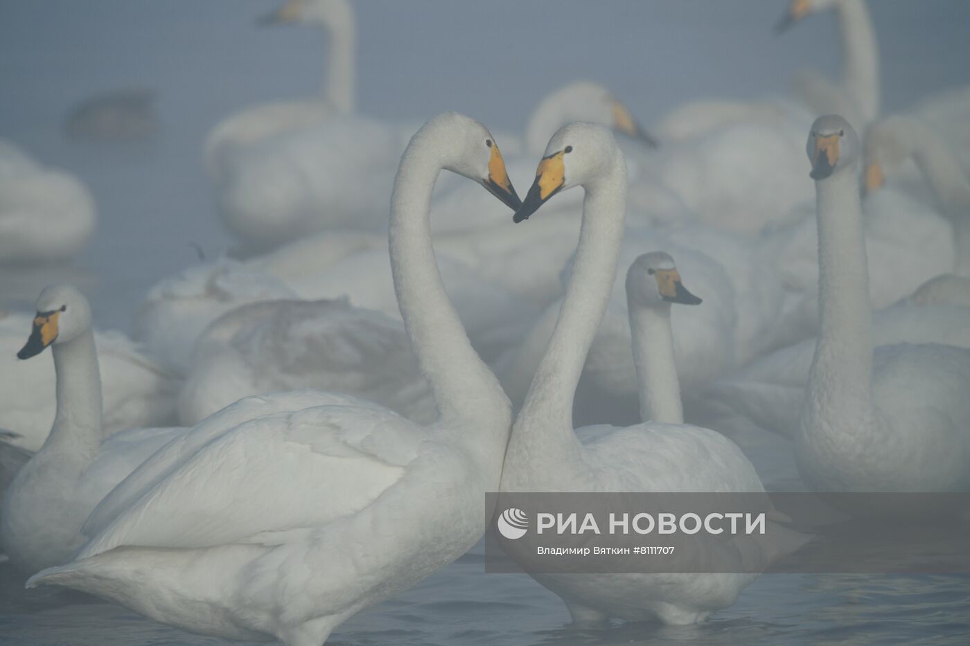 Зимовка лебедей в Алтайском крае