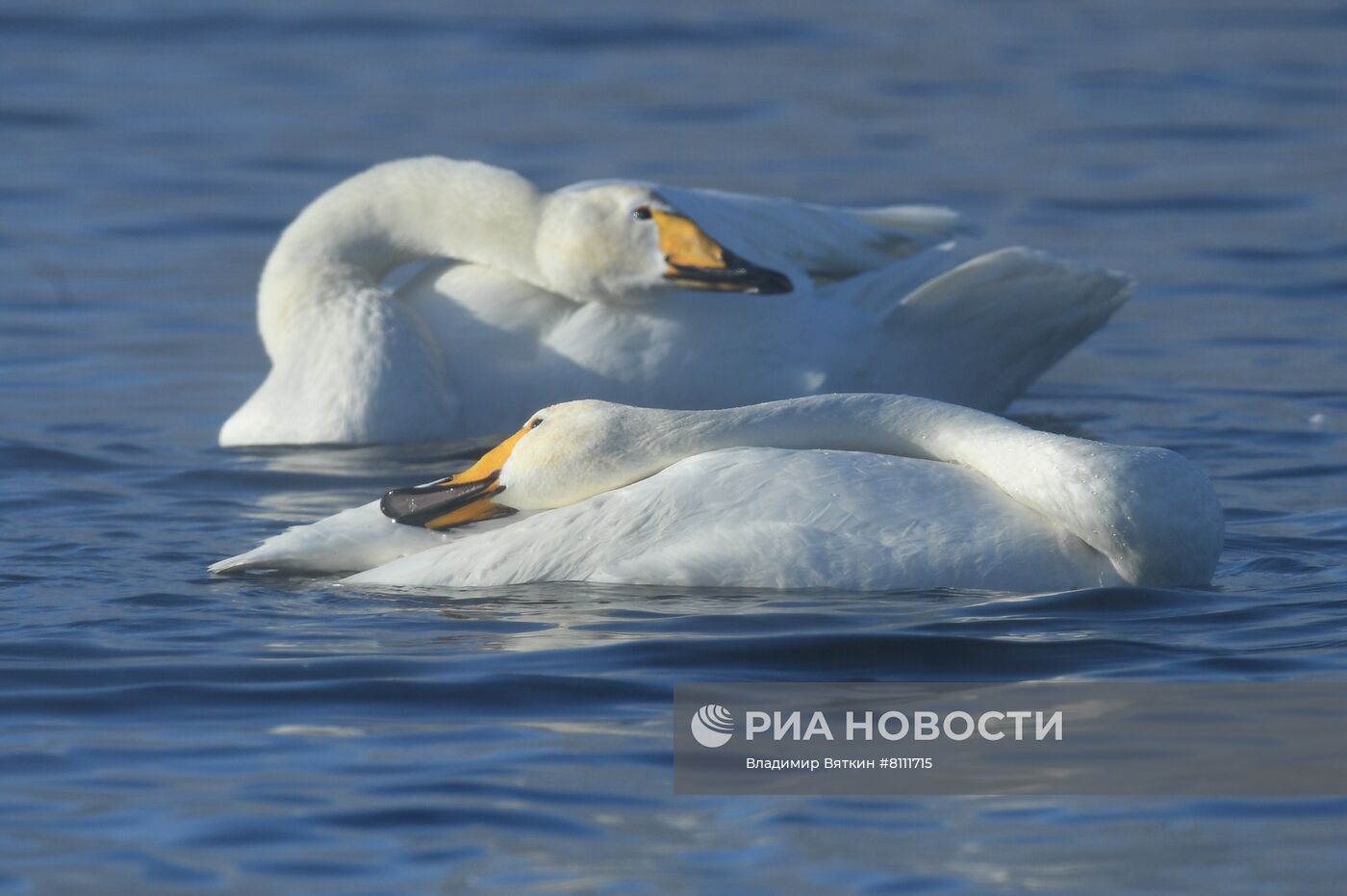 Зимовка лебедей в Алтайском крае