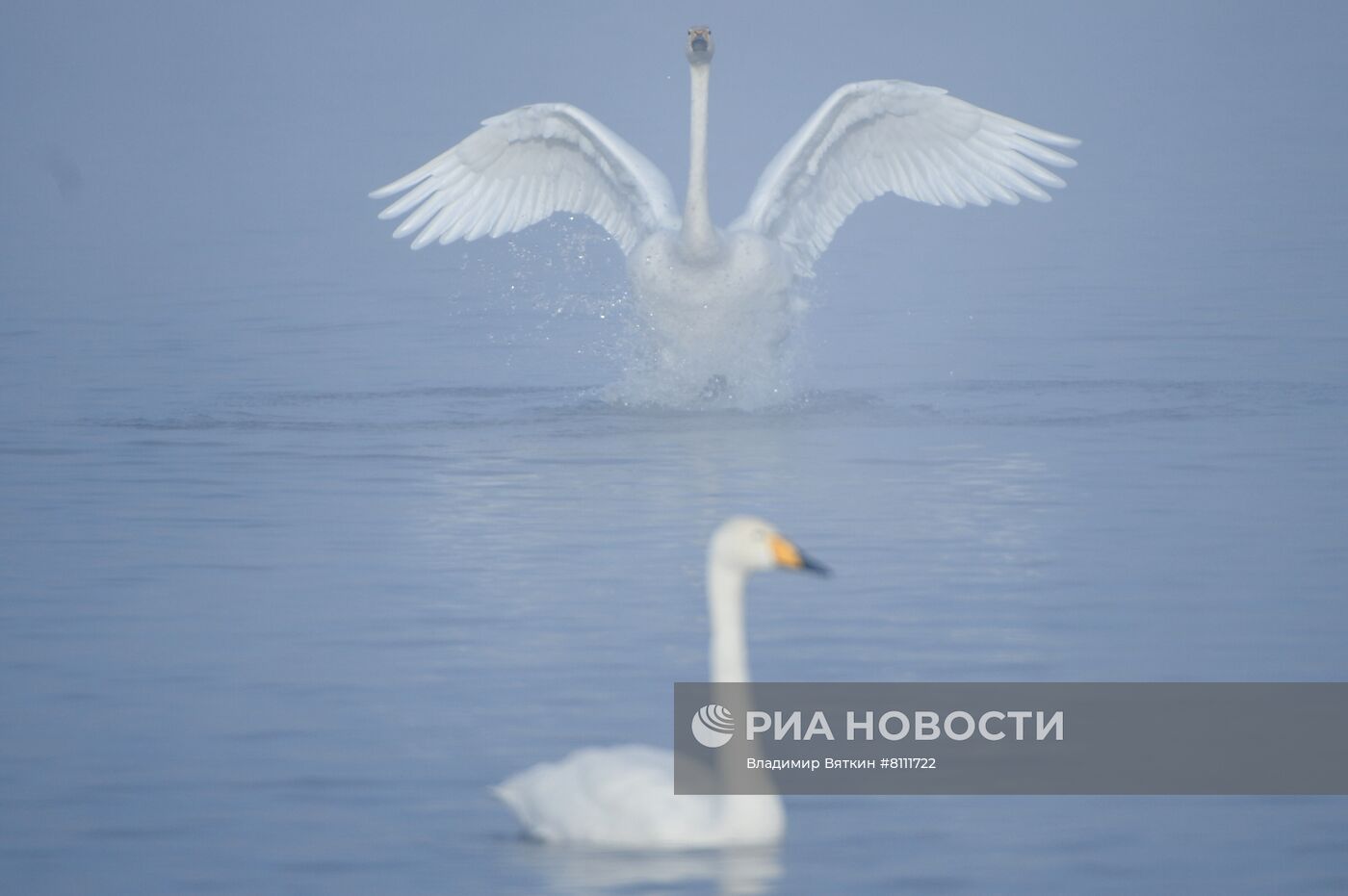 Зимовка лебедей в Алтайском крае