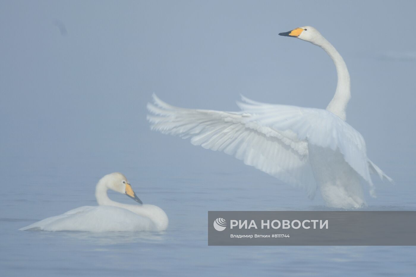 Зимовка лебедей в Алтайском крае