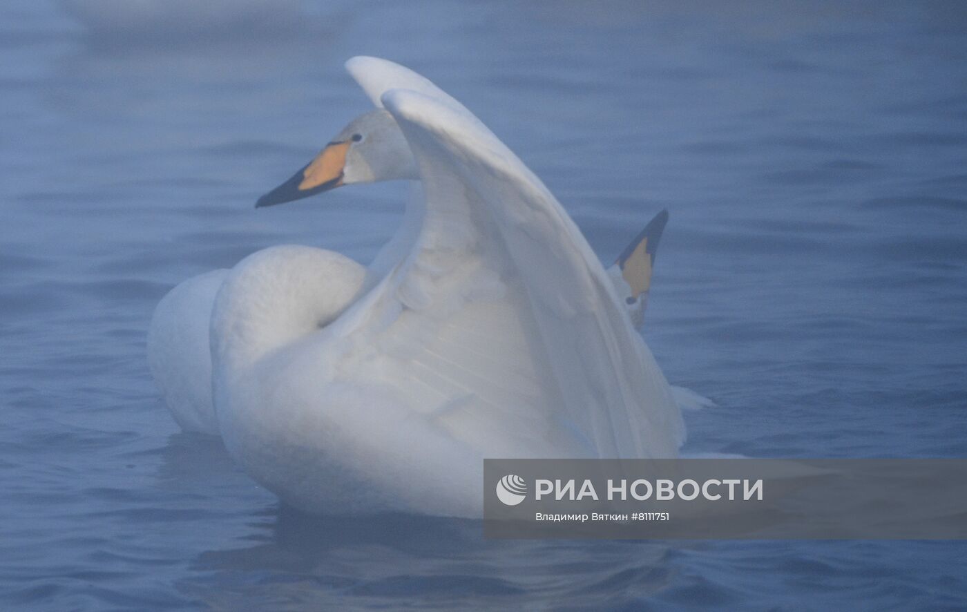 Зимовка лебедей в Алтайском крае