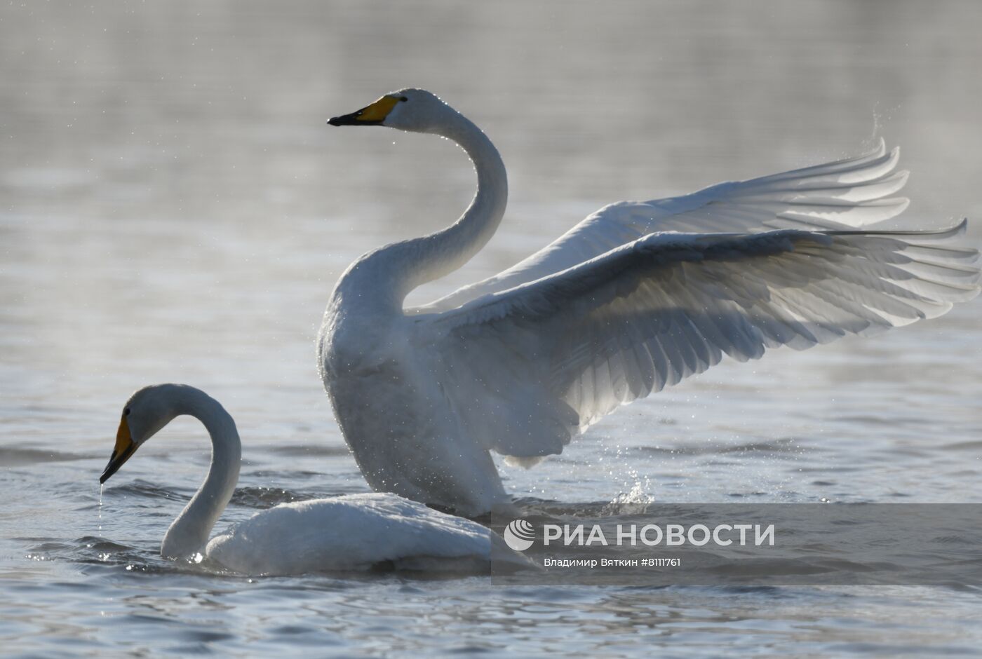 Зимовка лебедей в Алтайском крае