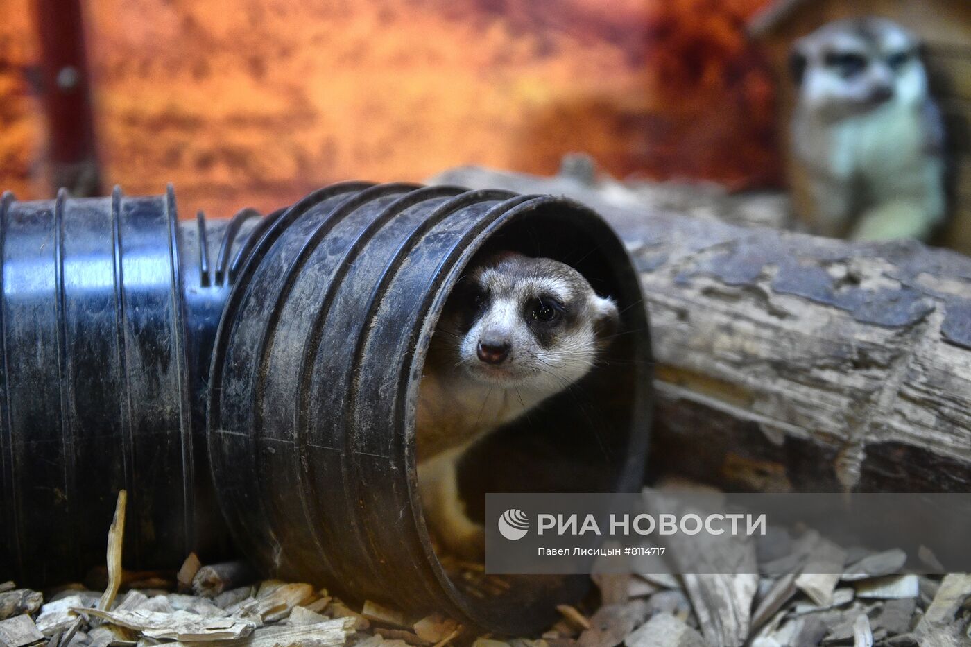 Акция "День пожирателей бывших" в зоопарке Екатеринбурге