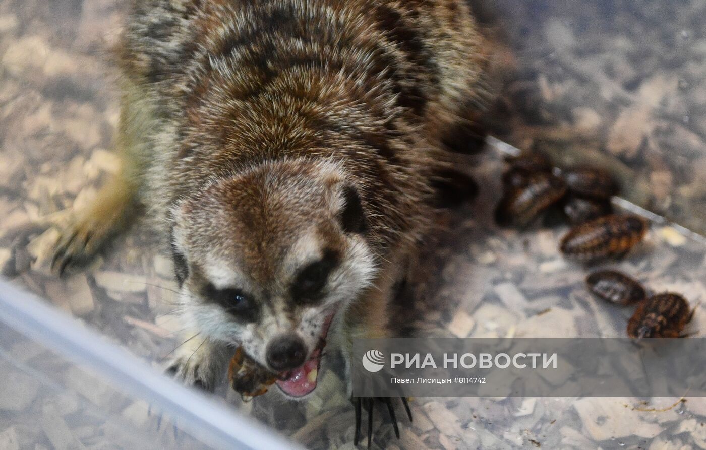 Акция "День пожирателей бывших" в зоопарке Екатеринбурге