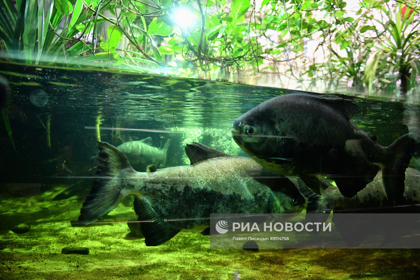 Акция "День пожирателей бывших" в зоопарке Екатеринбурге