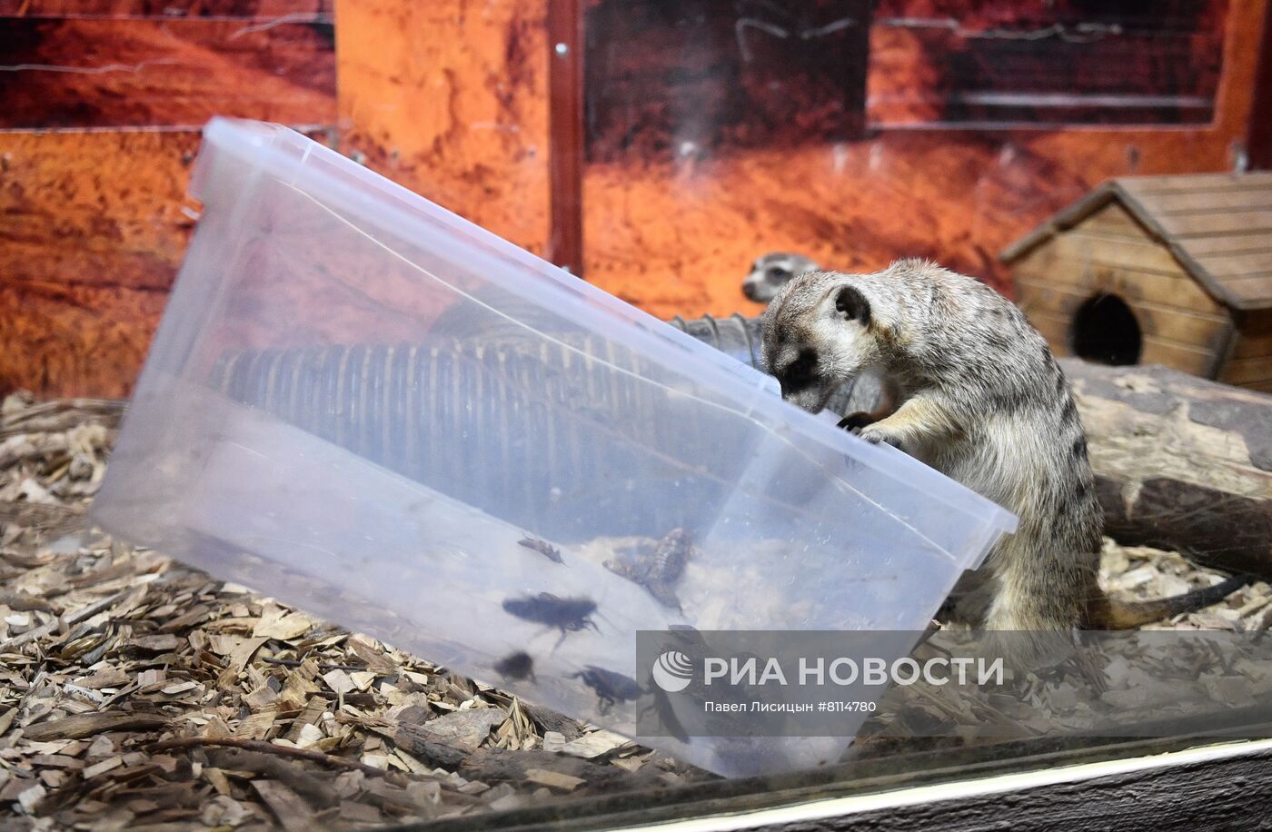 Акция "День пожирателей бывших" в зоопарке Екатеринбурге