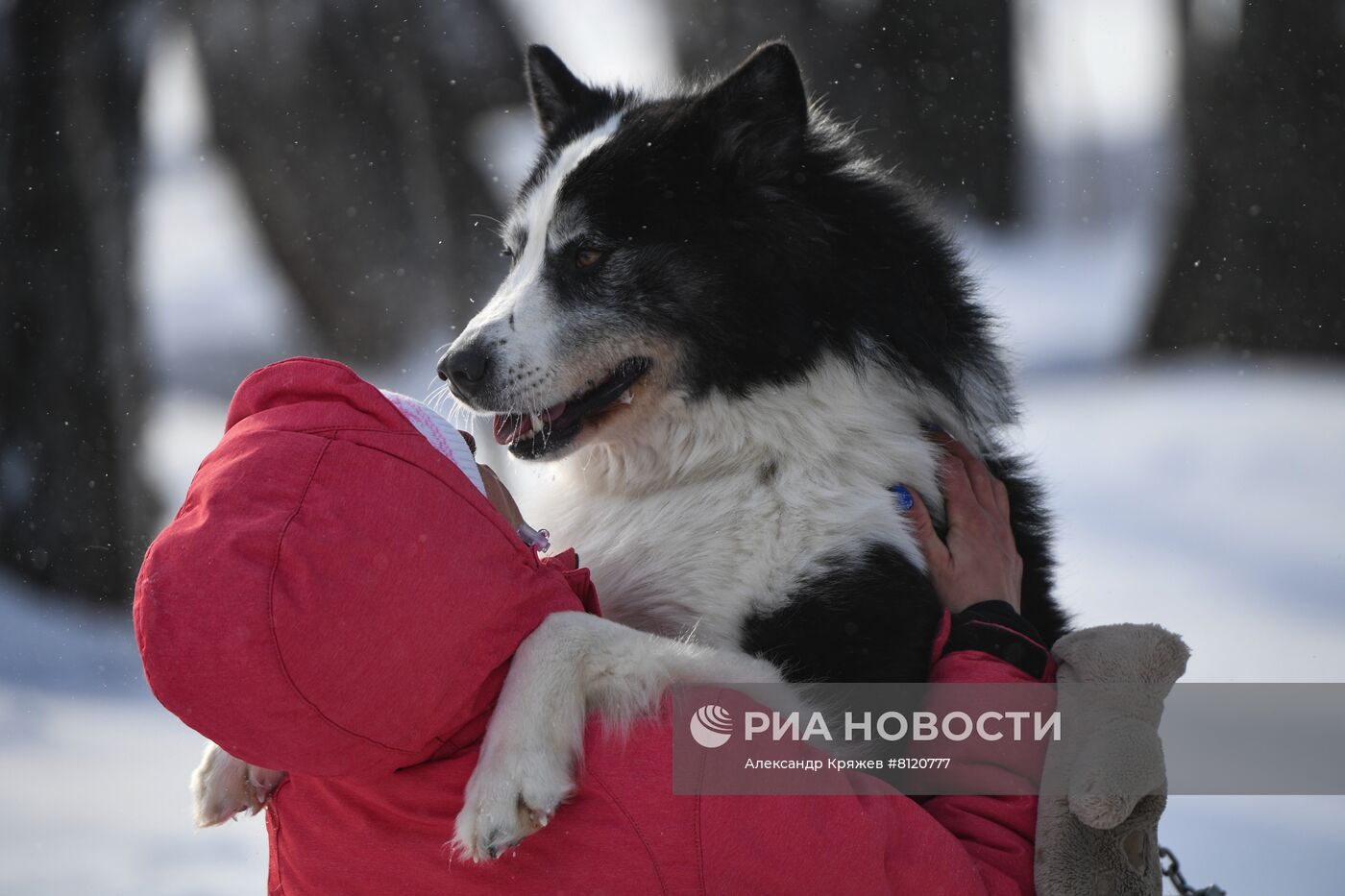 Гонка на собачьих упряжках "Сила Сибири"