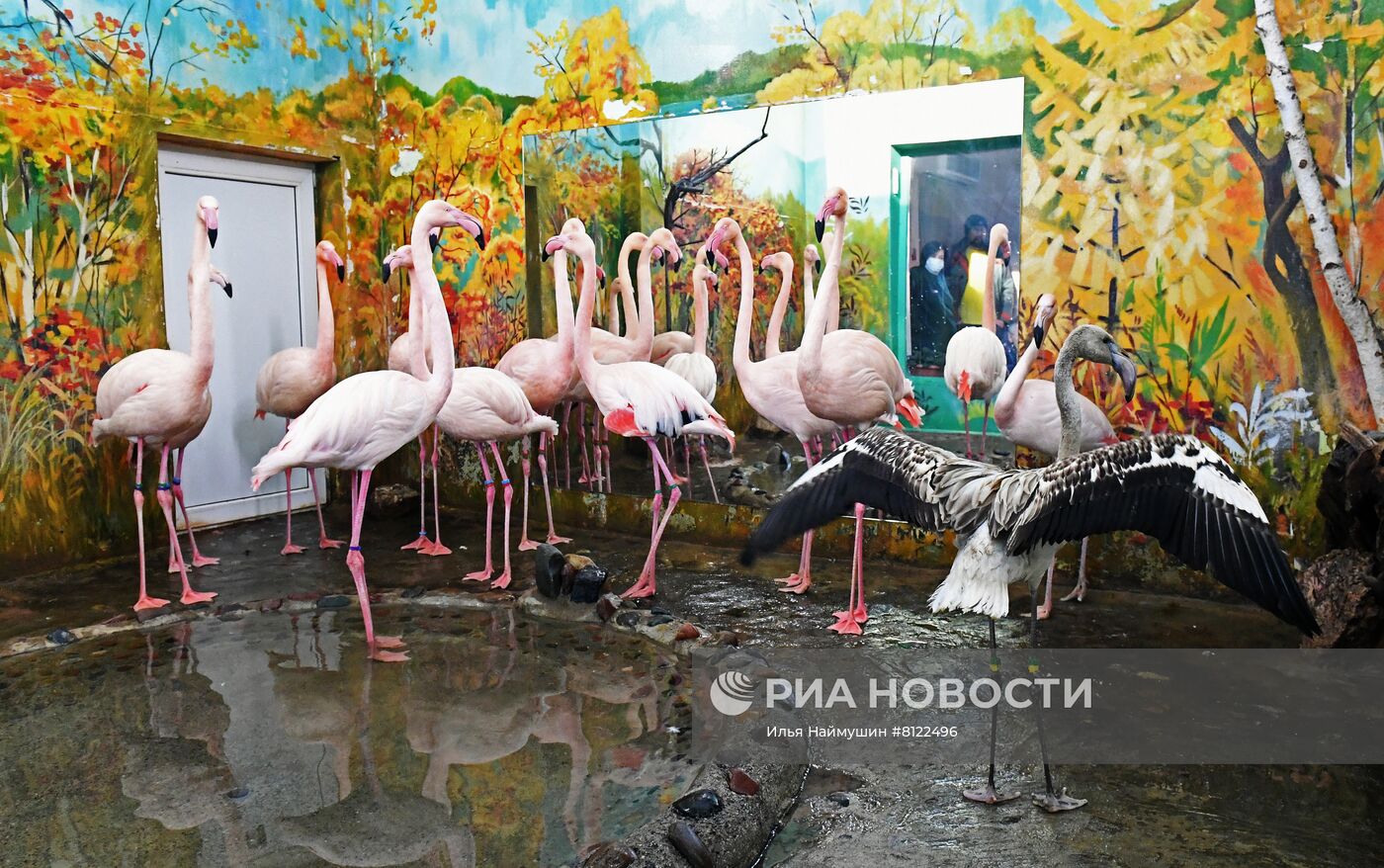 Фламинго в парке флоры и фауны Роев ручей