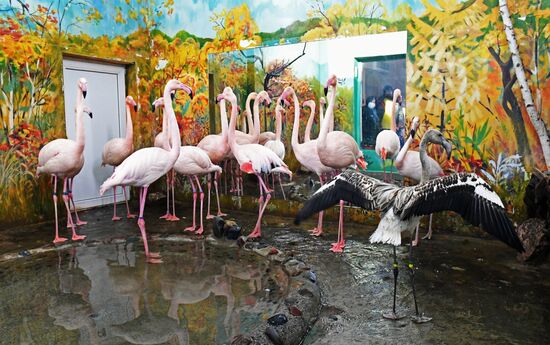 Фламинго в парке флоры и фауны Роев ручей