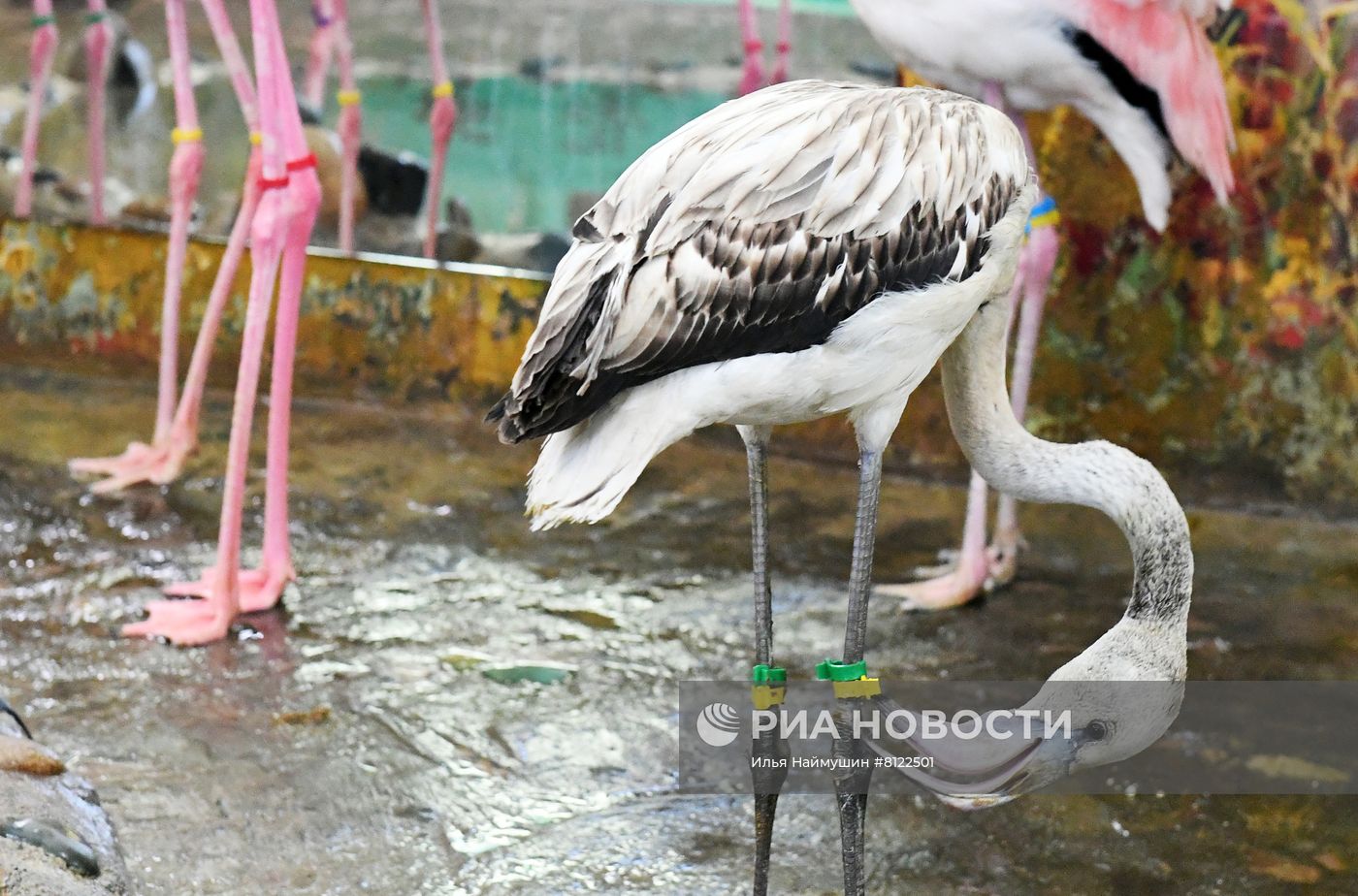 Фламинго в парке флоры и фауны Роев ручей