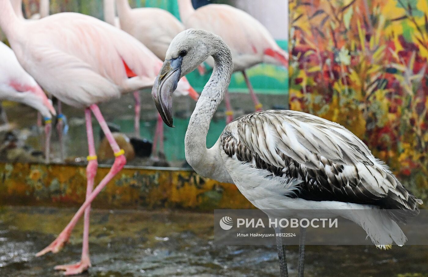 Фламинго в парке флоры и фауны Роев ручей