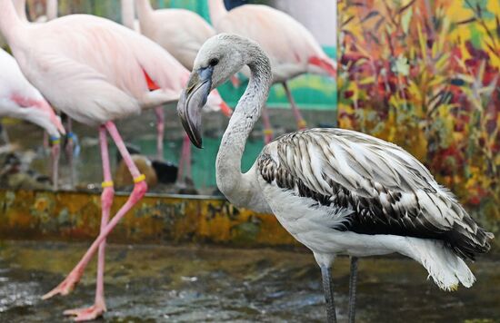 Фламинго в парке флоры и фауны Роев ручей