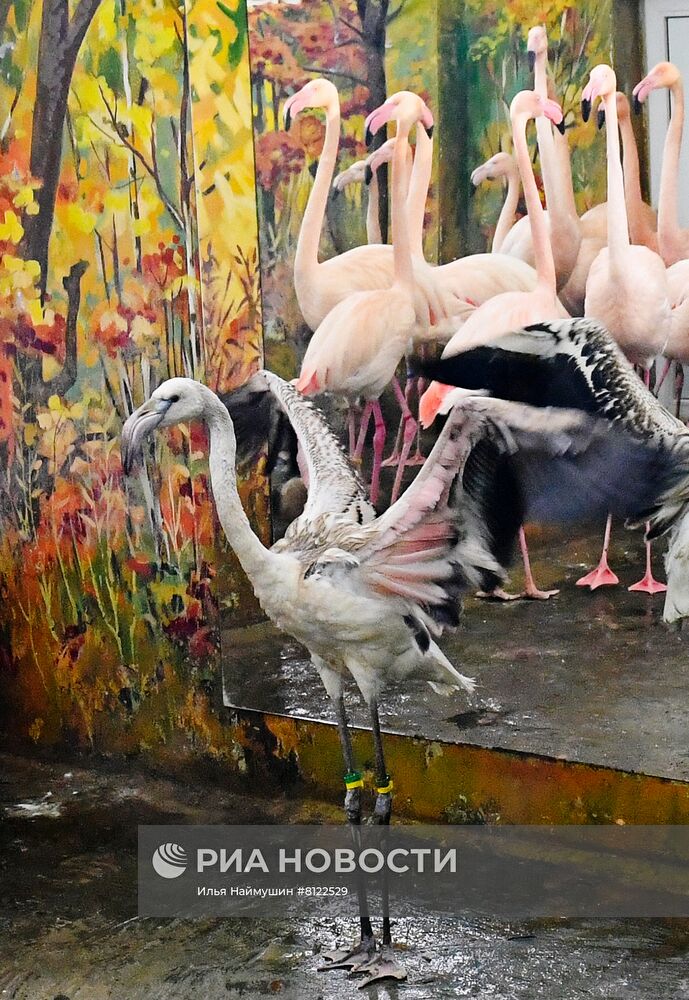 Фламинго в парке флоры и фауны Роев ручей