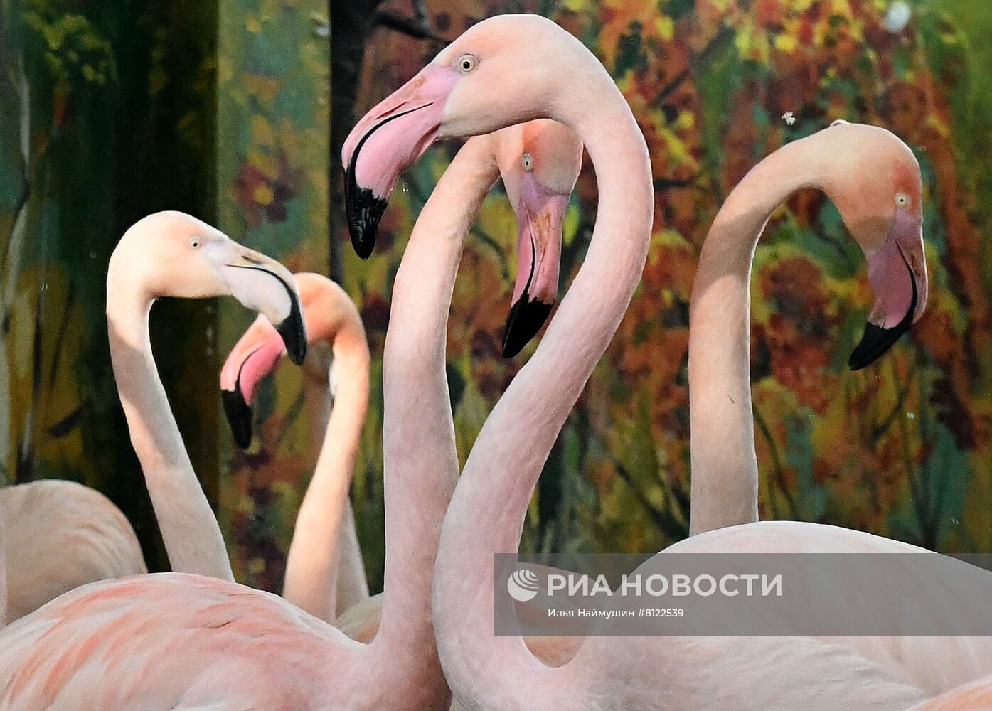 Фламинго в парке флоры и фауны Роев ручей