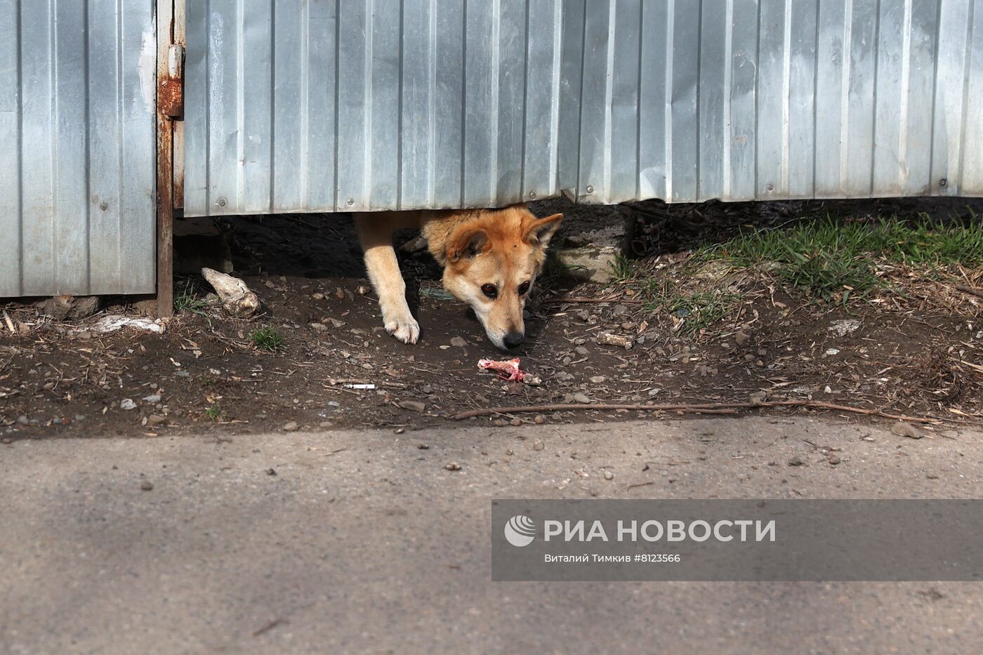 Отлов бродячих собак в Краснодаре