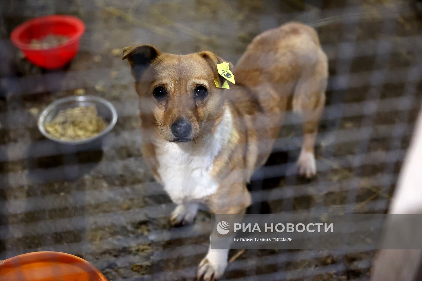 Отлов бродячих собак в Краснодаре